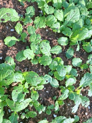 김석준님의 기타작물 · 병해충상담 작성글 사진