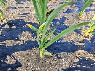 김양곤님의 마늘 · 병해충상담 작성글 사진