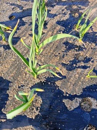 김양곤님의 마늘 · 병해충상담 작성글 사진