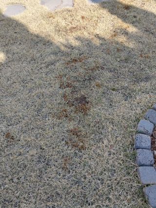 대부도하비님의 기타작물 · 병해충상담 작성글 사진