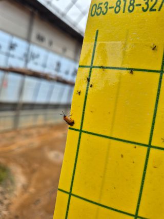 김선옥님의 포도 · 병해충상담 작성글 사진