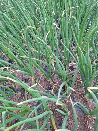 (복조리농장)김찬두님의 양파 · 병해충상담 작성글 사진