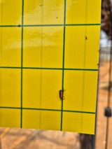 김선옥님의 포도·병해충상담 작성글 사진