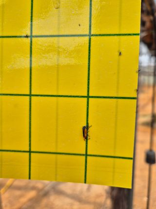 김선옥님의 포도 · 병해충상담 작성글 사진