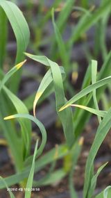 박용열조물주님 님의 마늘·병해충상담 작성글 사진