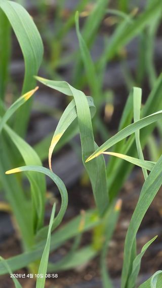 박용열조물주님 님의 마늘 · 병해충상담 작성글 사진