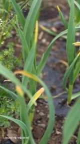 박용열조물주님 님의 마늘·병해충상담 작성글 사진