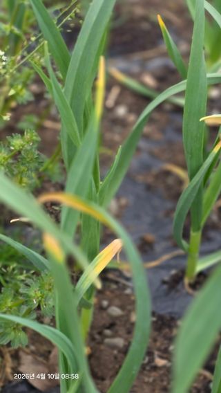 박용열조물주님 님의 마늘 · 병해충상담 작성글 사진