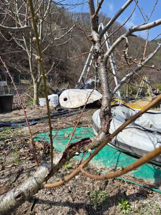 이효훈님의 복숭아 · 병해충상담 작성글 사진