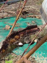 이효훈님의 복숭아·병해충상담 작성글 사진