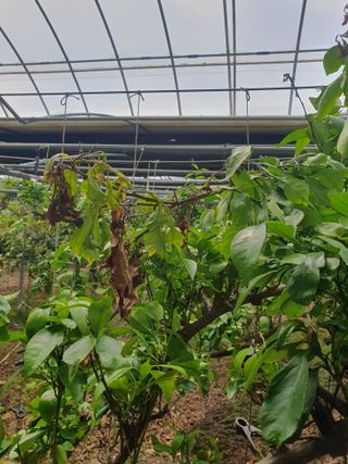 샤인과 황금향님의 귤 · 병해충상담 작성글 사진