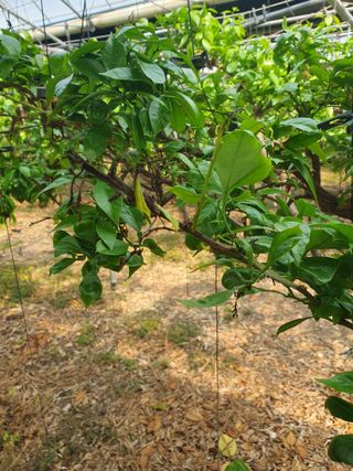 샤인과 황금향님의 귤 · 병해충상담 작성글 사진