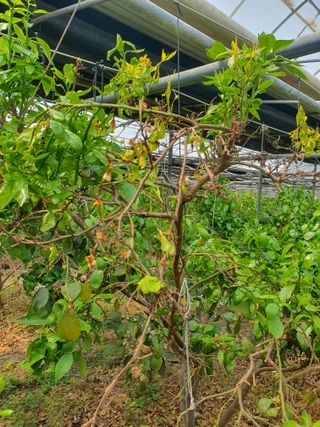 샤인과 황금향님의 귤 · 병해충상담 작성글 사진