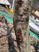 이효훈님의 복숭아·병해충상담 작성글 사진