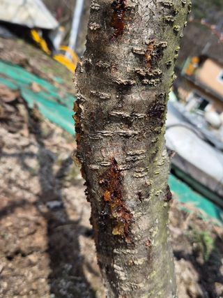 이효훈님의 복숭아 · 병해충상담 작성글 사진