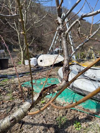 이효훈님의 복숭아 · 병해충상담 작성글 사진