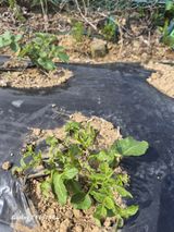 덕포킴님의 감자·병해충상담 작성글 사진