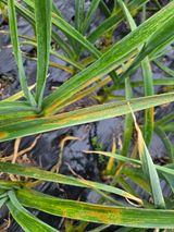 박배영님의 마늘·병해충상담 작성글 사진