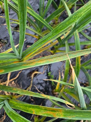 박배영님의 마늘 · 병해충상담 작성글 사진