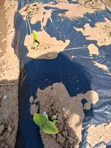 팜모닝 기타작물·병해충상담 게시글 이미지