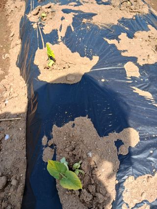 새싹사랑님의 기타작물 · 병해충상담 작성글 사진