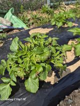 덕포킴님의 감자·병해충상담 작성글 사진