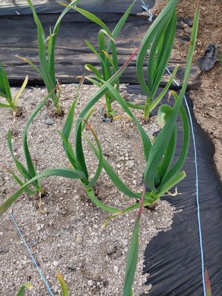 친환경님의 마늘 · 병해충상담 작성글 사진