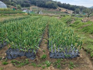 심창규 님의 마늘 · 병해충상담 작성글 사진