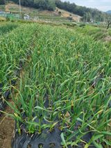 심창규 님의 마늘·병해충상담 작성글 사진