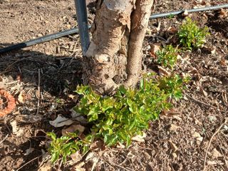 김진희님의 사과·병해충상담 작성글 사진