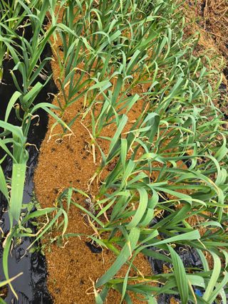 이태희님의 마늘 · 병해충상담 작성글 사진