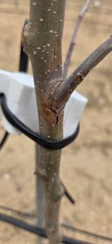 사과13563님의 사과·병해충상담 작성글 사진