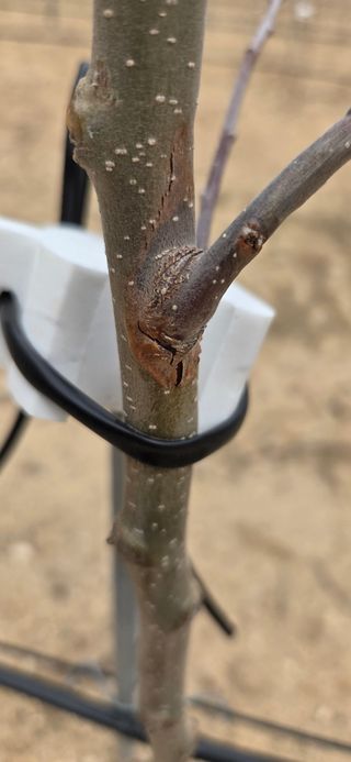 사과13563님의 사과 · 병해충상담 작성글 사진