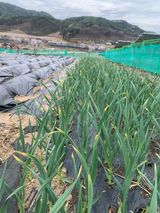 선우갑님의 마늘·병해충상담 작성글 사진