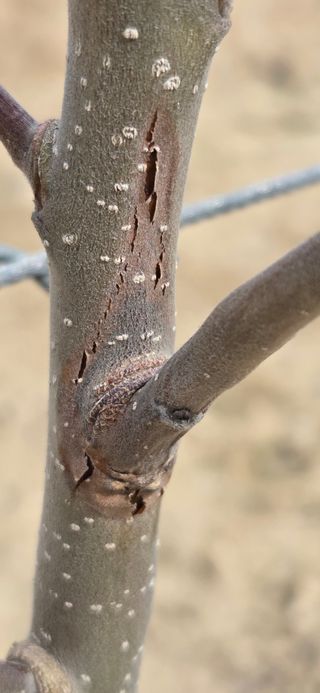 사과13563님의 사과·병해충상담 작성글 사진