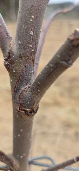 사과13563님의 사과 · 병해충상담 작성글 사진