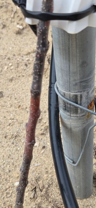 사과13563님의 사과 · 병해충상담 작성글 사진