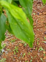 구본경님의 자두·병해충상담 작성글 사진