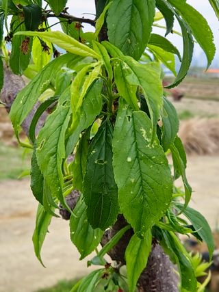구본경님의 자두 · 병해충상담 작성글 사진