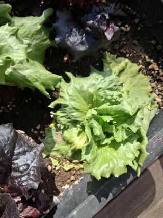 윤민석님의 상추 · 병해충상담 작성글 사진