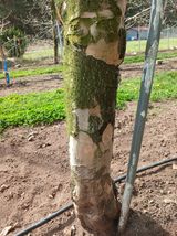 김진희님의 사과·병해충상담 작성글 사진