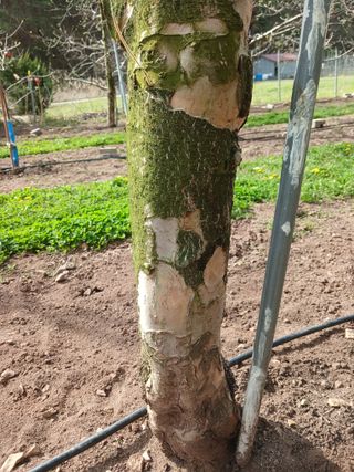 김진희님의 사과 · 병해충상담 작성글 사진