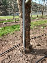 김진희님의 사과·병해충상담 작성글 사진