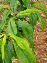 팜모닝 자두·병해충상담 게시글 이미지