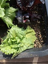 윤민석님의 상추·병해충상담 작성글 사진