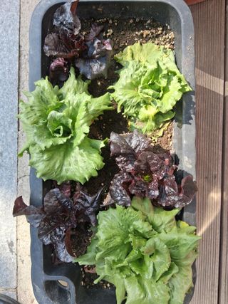 윤민석님의 상추 · 병해충상담 작성글 사진