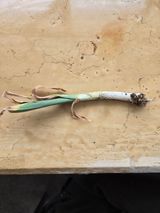 무 하님의 마늘·병해충상담 작성글 사진