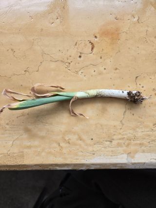 무 하님의 마늘 · 병해충상담 작성글 사진