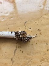 무 하님의 마늘·병해충상담 작성글 사진