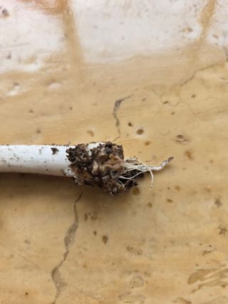 무 하님의 마늘 · 병해충상담 작성글 사진